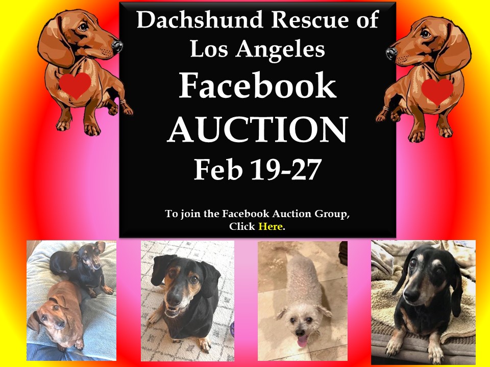 Dachshund Rescue Los Angeles