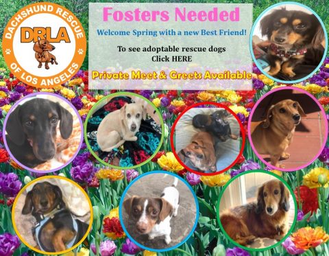 Dachshund Rescue Los Angeles